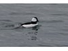 Photo of Bufflehead - Bucephala albeola